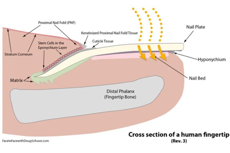 nail anatomy